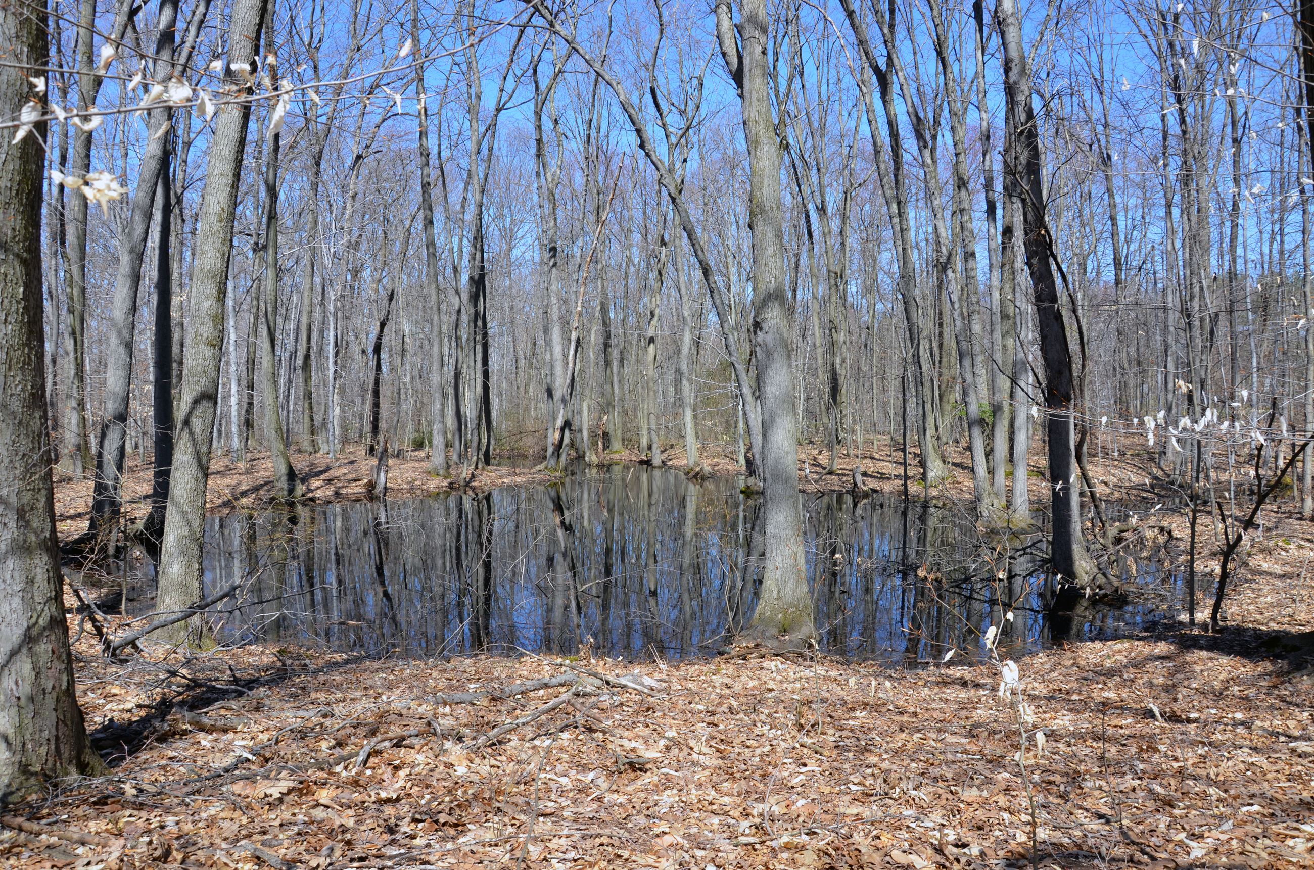 Classic vernal pool. Photo Dennis P. Quinn