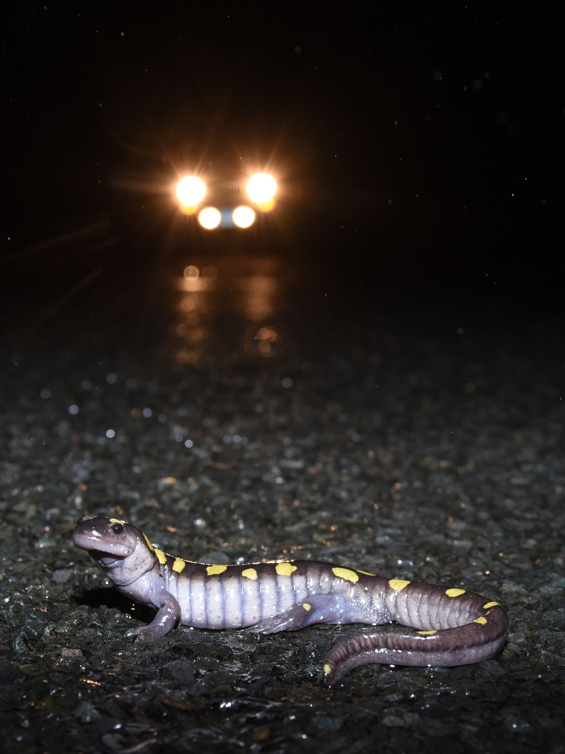Spotted salamander attempting to cross a road. Photo Dennis P. Quinn