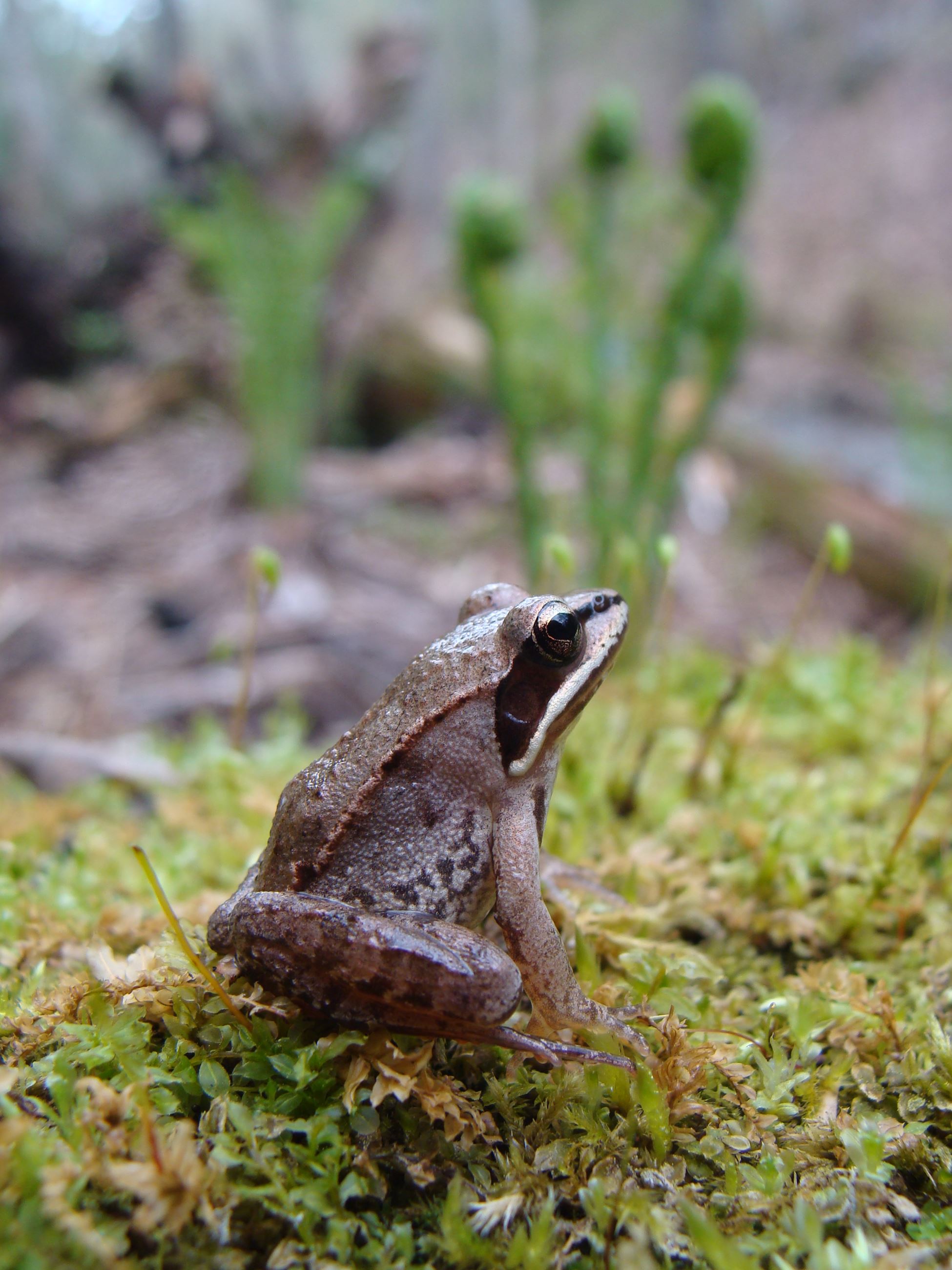 WoodFrog_DawnMorgan_1